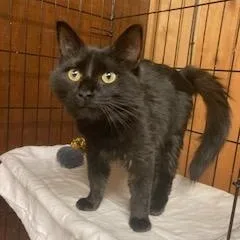 A young small-sized female Black Maine Coon cat named PA  Lenore for adoption in Hazlet, NJ