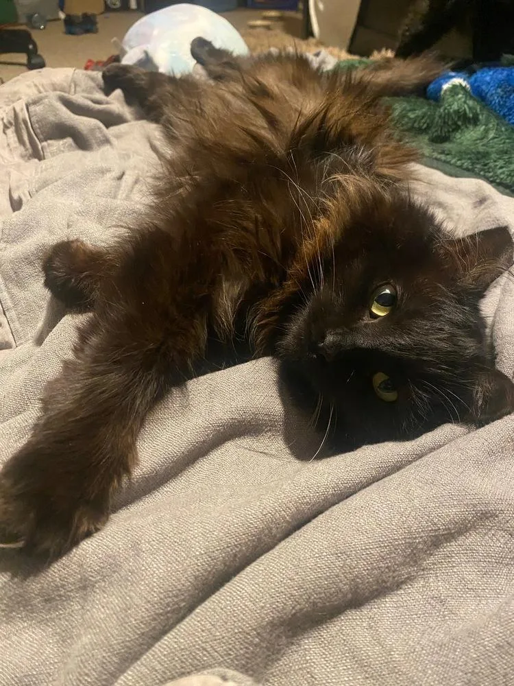 Maya