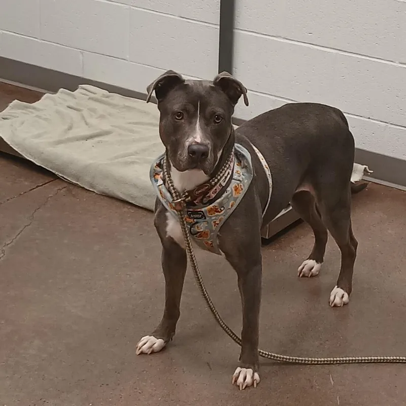 An adult medium-sized female Gray / Blue / Silver Pit Bull Terrier dog named Coco for adoption in Chattanooga, TN