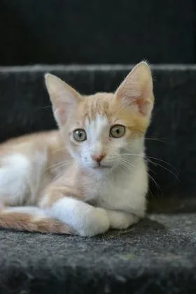 A baby small-sized male Domestic Medium Hair cat named Ginger for adoption in New Orleans, LA
