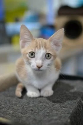 Ginger thumbnail 2