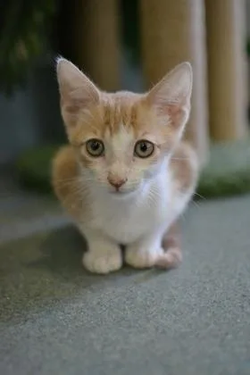 Ginger thumbnail 3