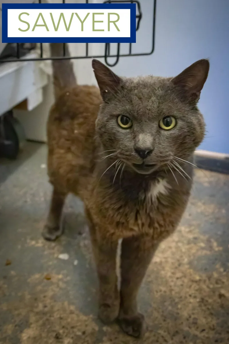 An adult large-sized male Gray / Blue / Silver Domestic Short Hair cat named Sawyer for adoption in Greenville, DE