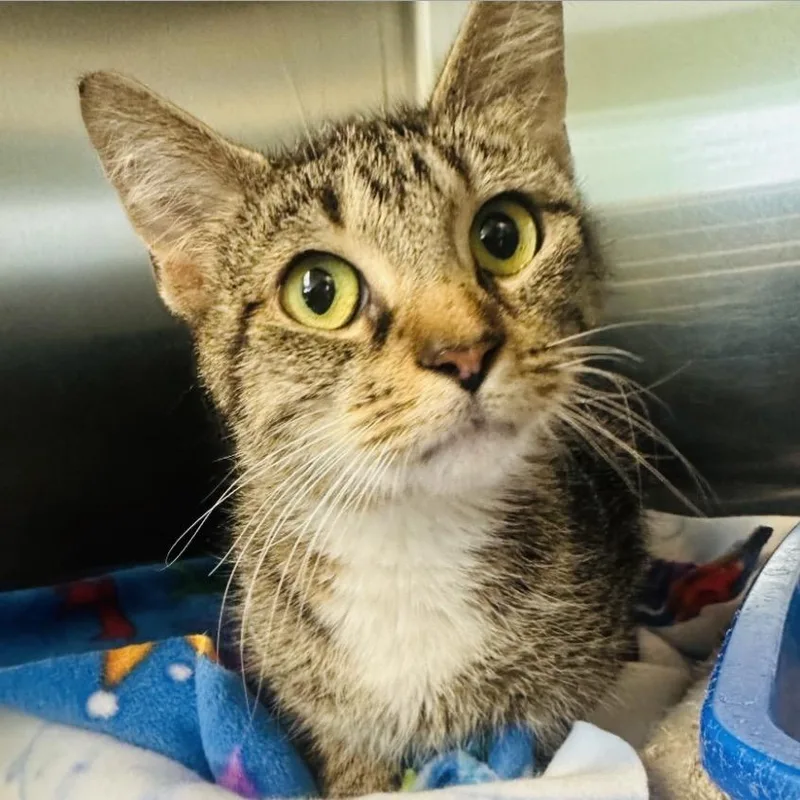 An adult medium-sized female Brown / Chocolate Domestic Short Hair cat named Rowena for adoption in Columbia Station, OH