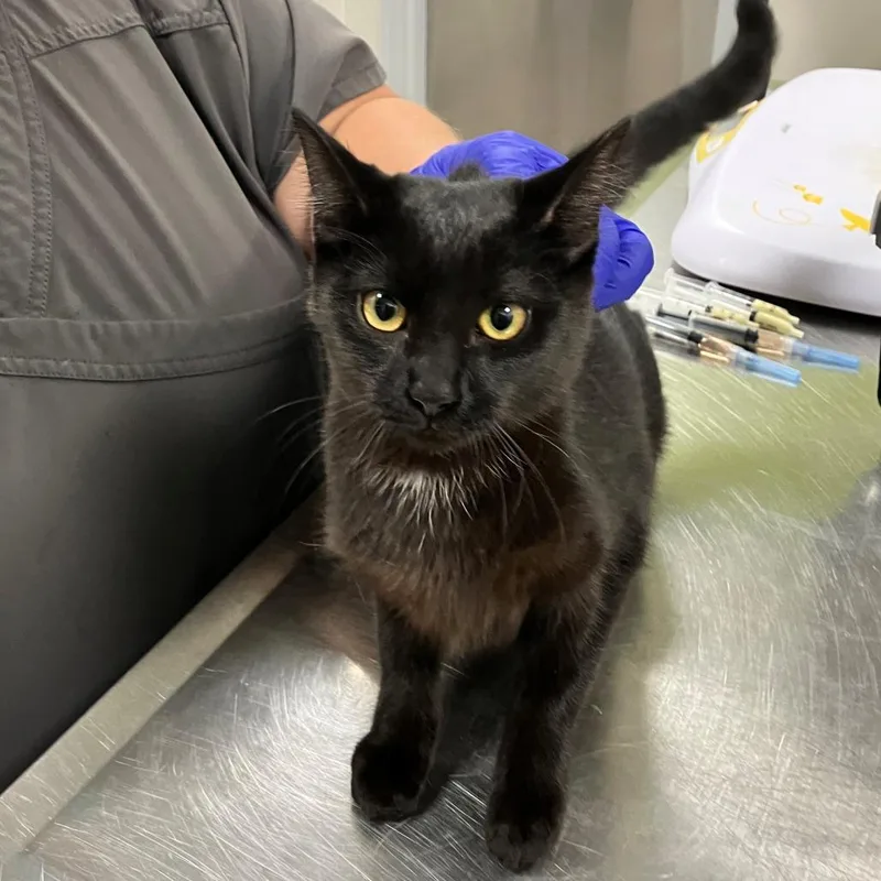 A young small-sized female Domestic Short Hair cat named Black Cat for adoption in Las Cruces, NM