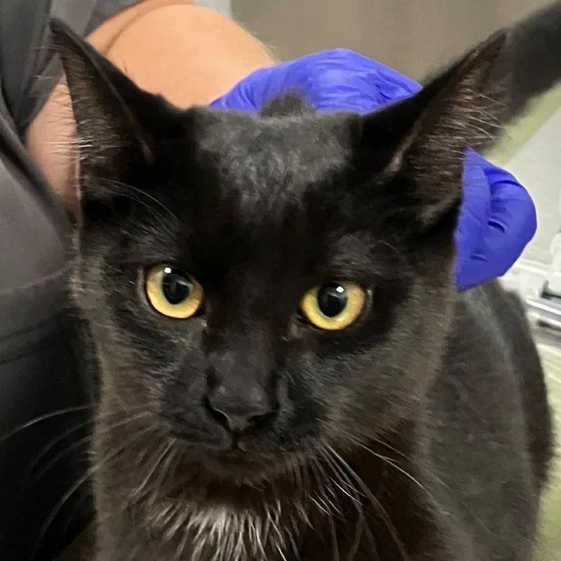 Black Cat thumbnail 2