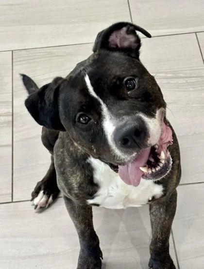 An adult medium-sized male American Staffordshire Terrier dog named Mack for adoption in Daytona Beach, FL