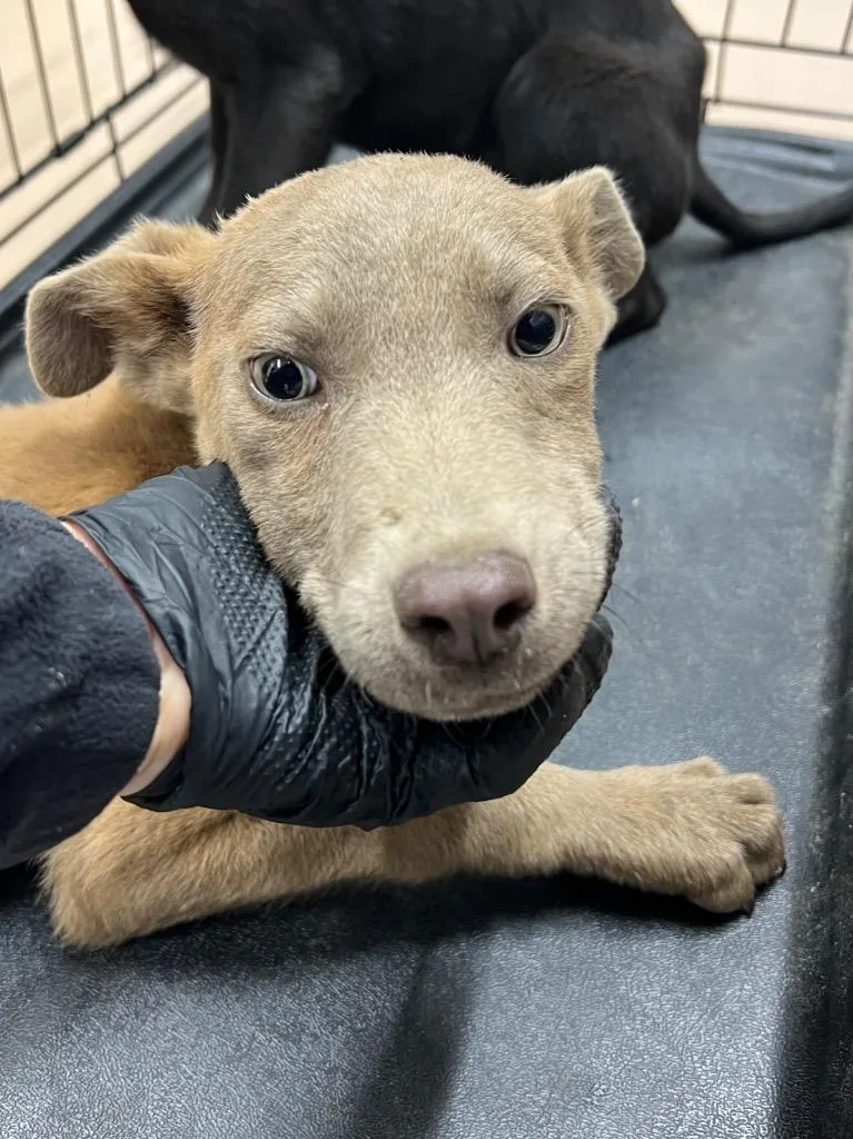 A baby large-sized female Terrier dog named Barley for adoption in Nacogdoches, TX