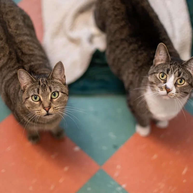 An adult large-sized female Brown / Chocolate Domestic Short Hair cat named Ivy for adoption in South Burlington, VT