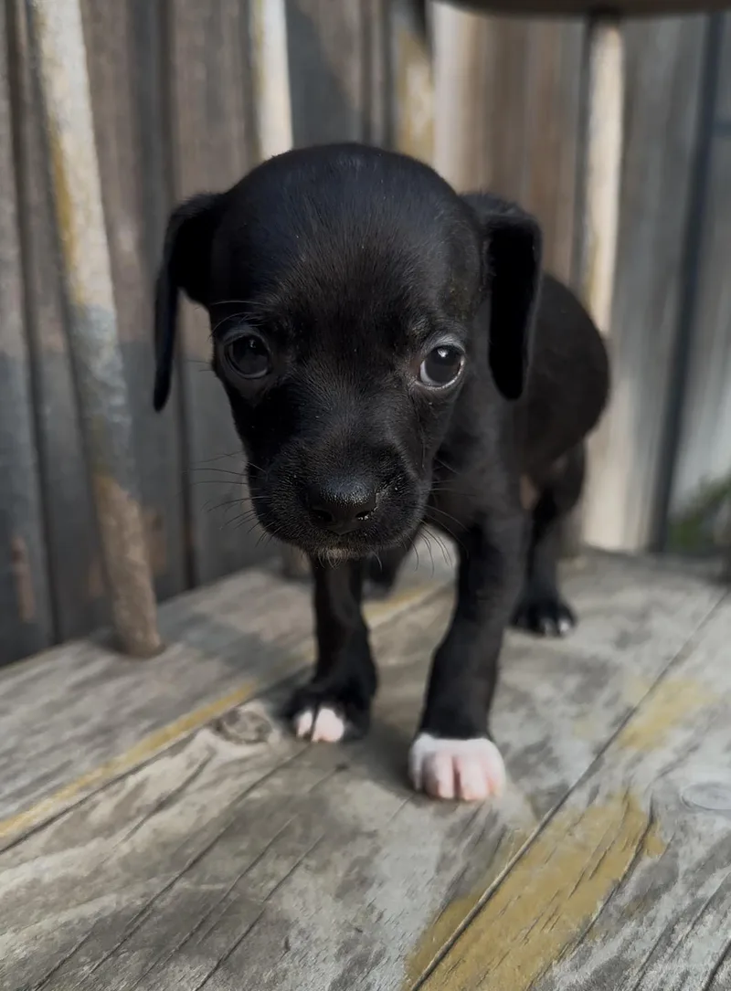A baby small-sized female Chihuahua dog named Swatch for adoption in Windsor, CO