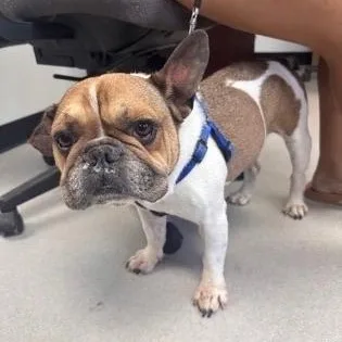 An adult small-sized male French Bulldog dog named Porkchop for adoption in Portland, ME