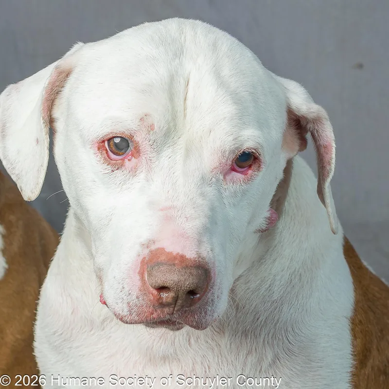 A senior large-sized male Yellow Labrador Retriever dog named Maddox And Princess for adoption in Montour Falls, NY