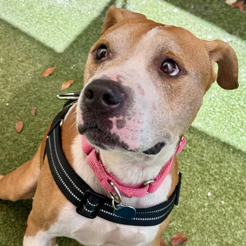 A senior medium-sized male Brown / Chocolate American Staffordshire Terrier dog named Cristian for adoption in Fort Lauderdale, FL