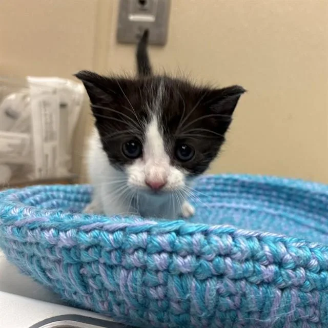 A baby small-sized female Domestic Short Hair cat named Pawffles for adoption in Rancho Cucamonga, CA
