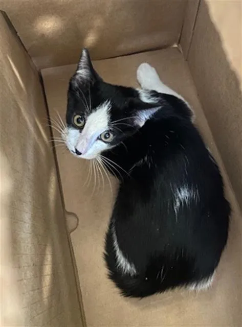 A baby medium-sized male Domestic Short Hair cat named Alex for adoption in Dallas, TX