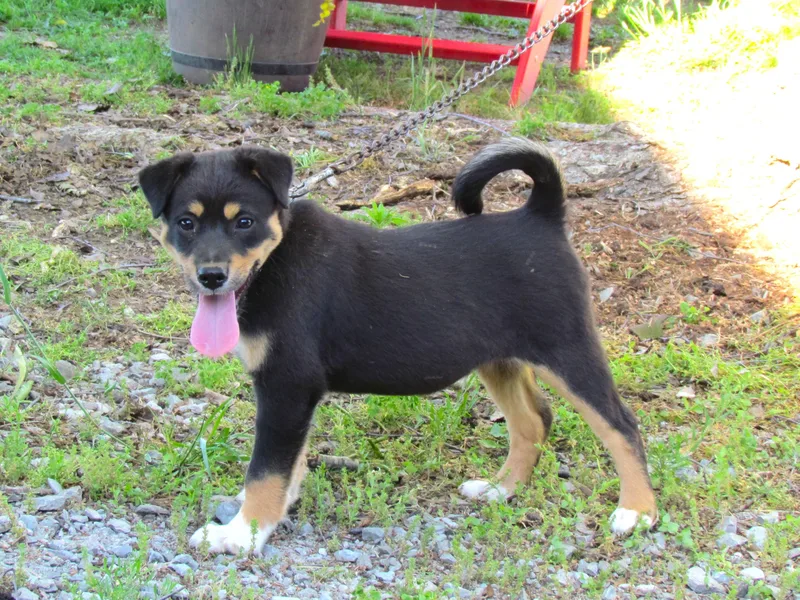 A baby medium-sized male Feist dog named Sloan for adoption in Medfield, MA
