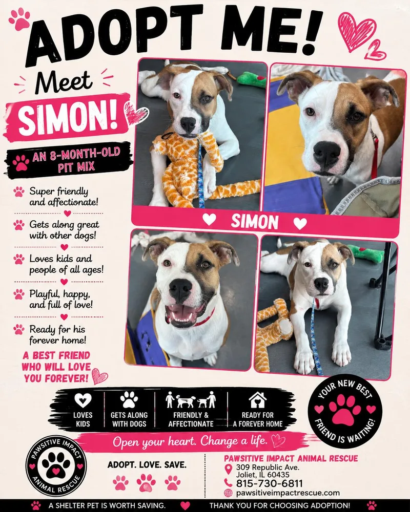A young medium-sized male American Staffordshire Terrier dog named Simon for adoption in Joliet, IL