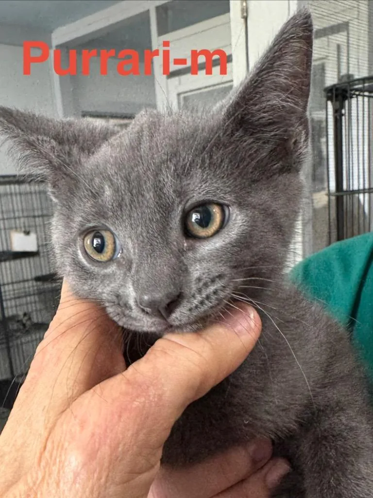 A baby small-sized male Russian Blue cat named Purrari for adoption in Brookhaven, MS