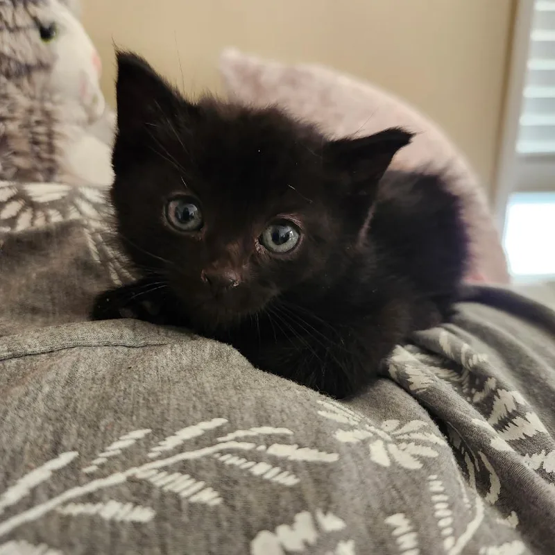 A baby small-sized male Black Domestic Short Hair cat named Steve for adoption in Layton, UT