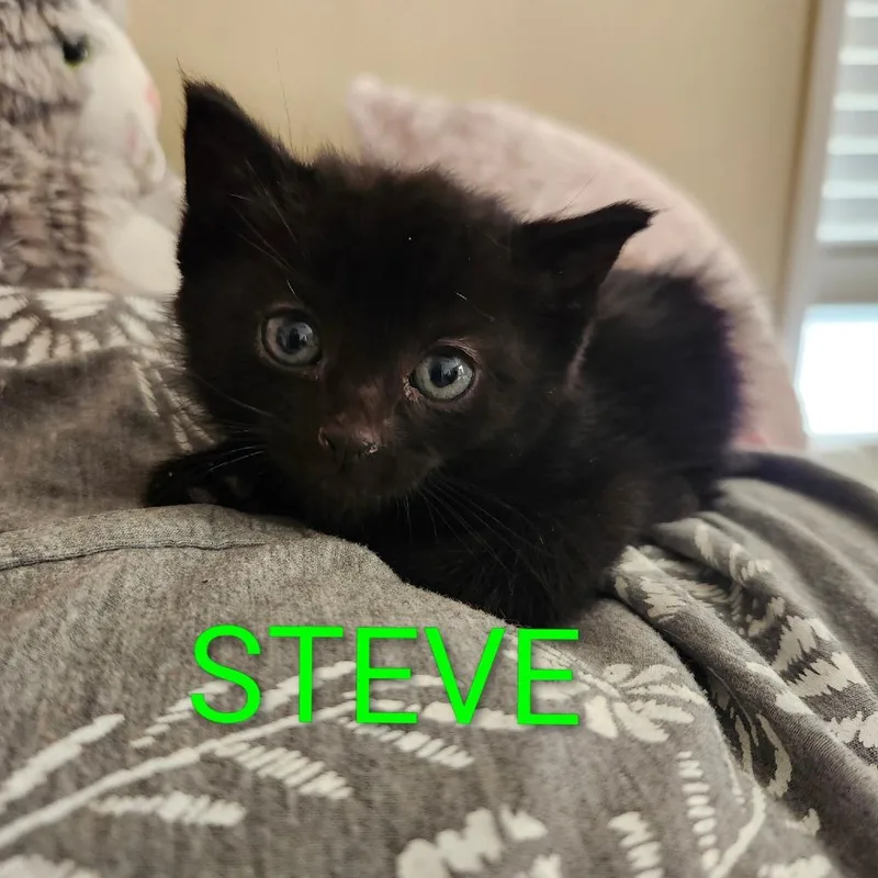 Steve thumbnail 2