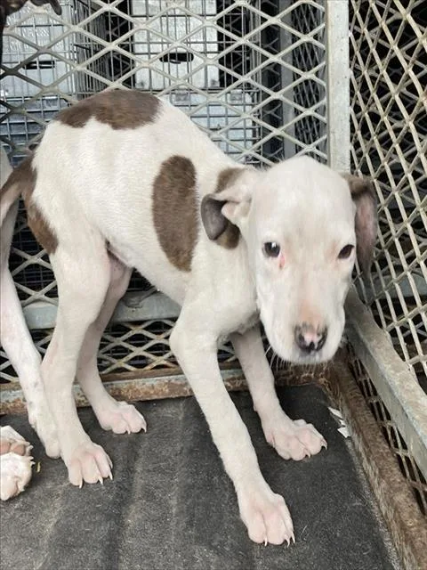 A young small-sized female Terrier dog named Patience for adoption in Olivette, MO