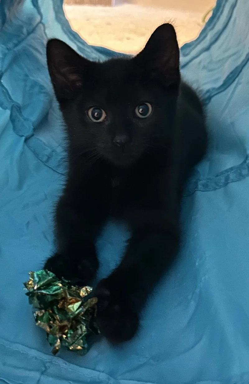 A baby medium-sized male Black Domestic Short Hair cat named Eg Litter Fava for adoption in Livonia, MI