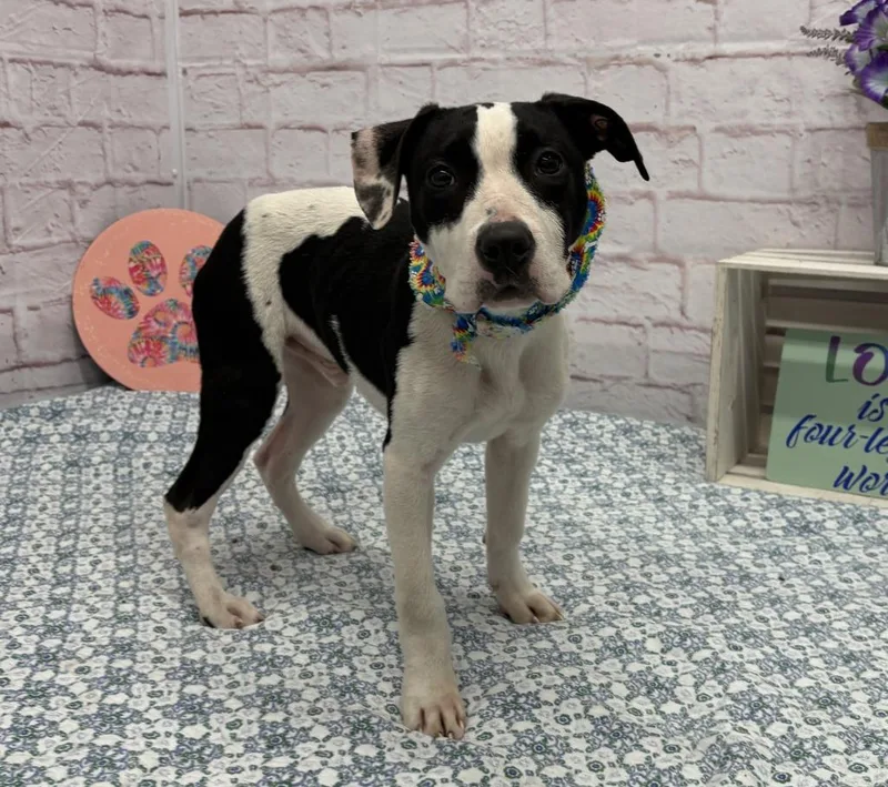 A baby medium-sized male Mixed Breed dog named Fabrizio for adoption in Detroit, MI
