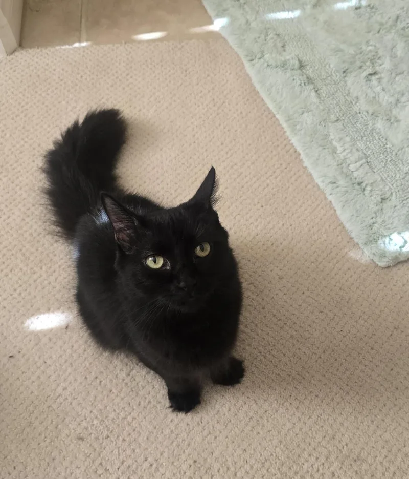 A young medium-sized female Black Domestic Medium Hair cat named Cleo for adoption in La Jolla, CA