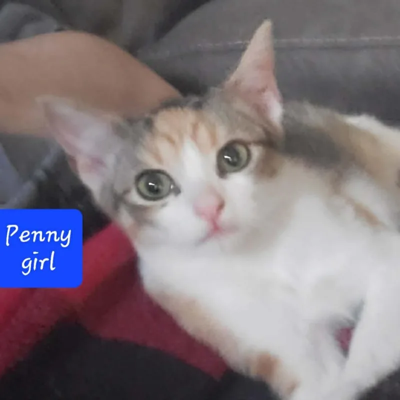 Penny thumbnail 2