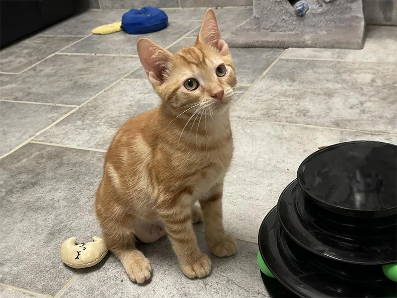 A baby medium-sized male Tabby (Orange / Red) Domestic Short Hair cat named Elvis for adoption in Charles Town, WV