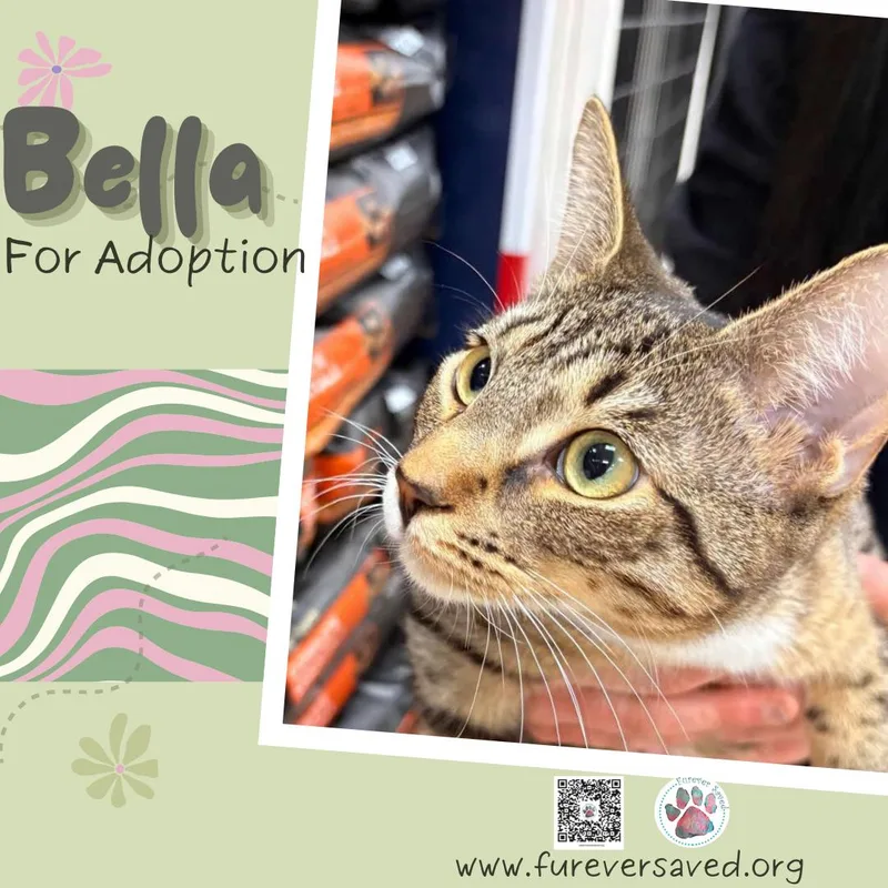A baby small-sized female Tabby (Brown / Chocolate) Domestic Short Hair cat named Bella for adoption in Miami, FL
