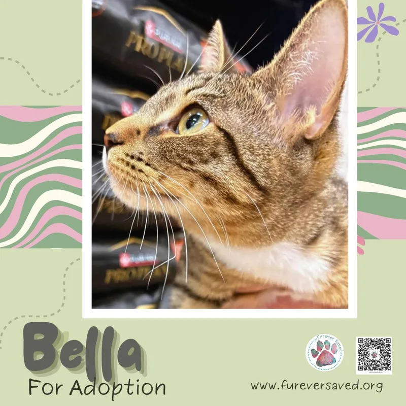 Bella thumbnail 2