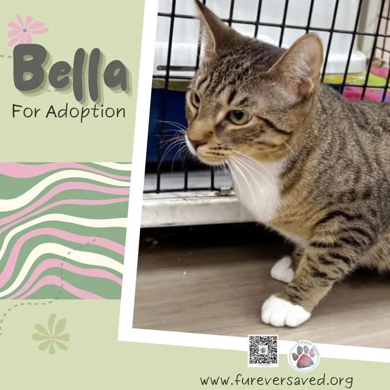 Bella thumbnail 3