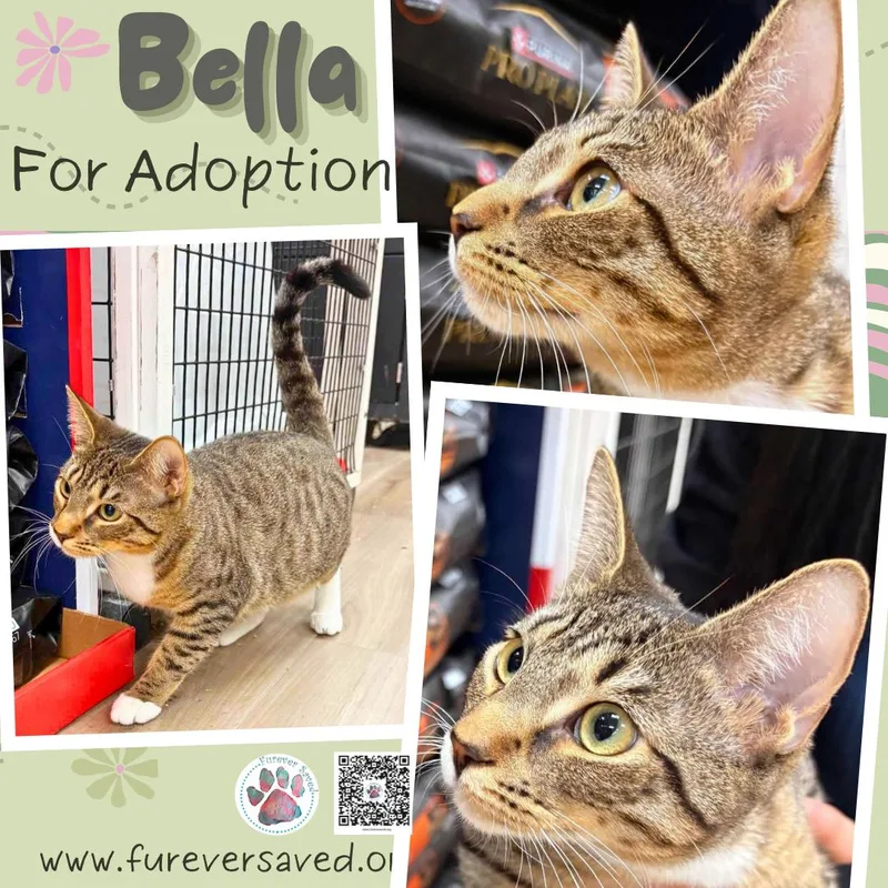 Bella thumbnail 4