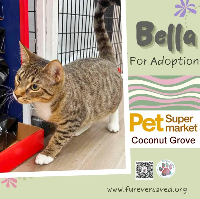 Bella thumbnail 5