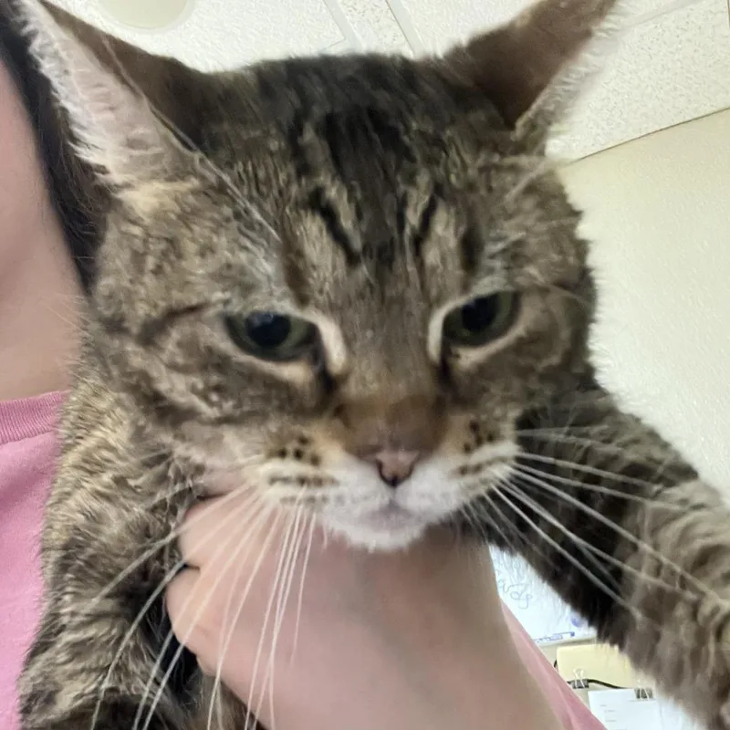 A senior large-sized female Brown / Chocolate Domestic Short Hair cat named Little Bit for adoption in Pekin, IL