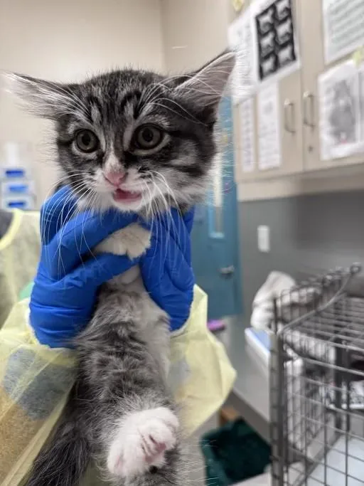 A baby small-sized female Domestic Short Hair cat named Alice for adoption in Las Vegas, NV