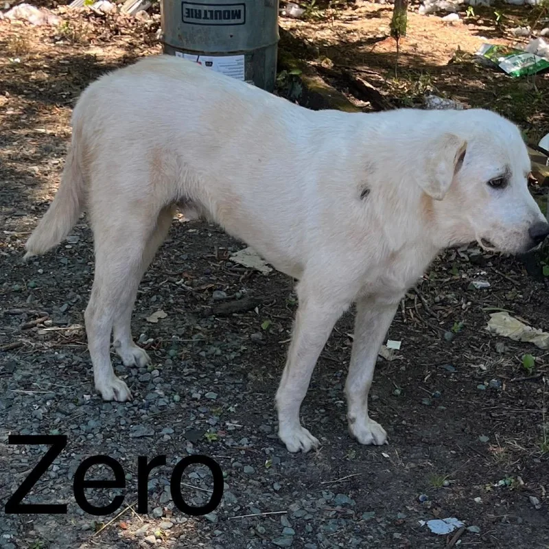 A young large-sized male Yellow / Tan / Blond / Fawn Labrador Retriever dog named Zero for adoption in Mount Gilead, NC