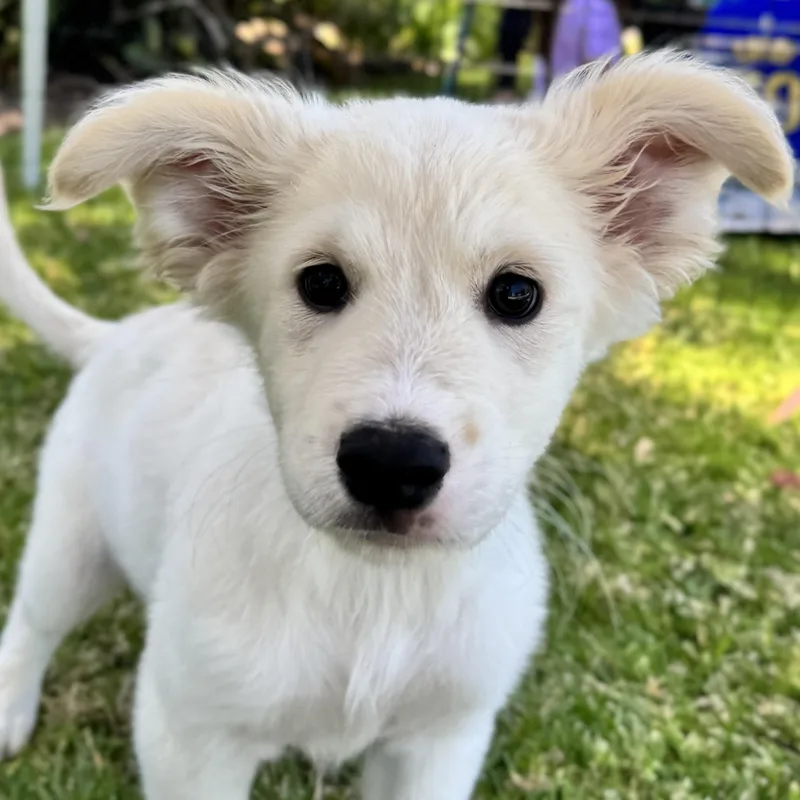 A baby medium-sized male Collie dog named Gino for adoption in San Diego, CA