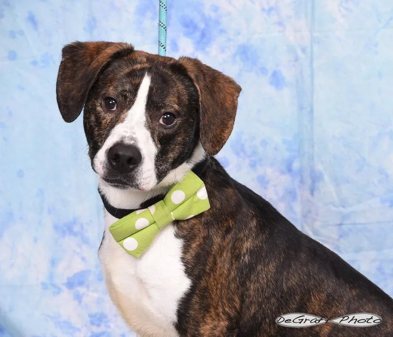 An adult medium-sized male Beagle dog named Gator for adoption in Pittsboro, NC