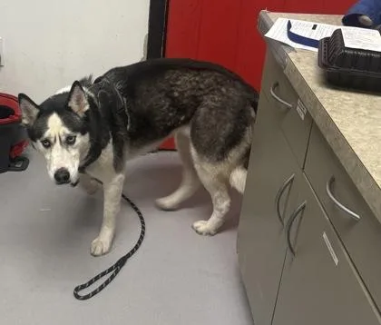 An adult large-sized female Siberian Husky dog named Skyla for adoption in West Chester, PA
