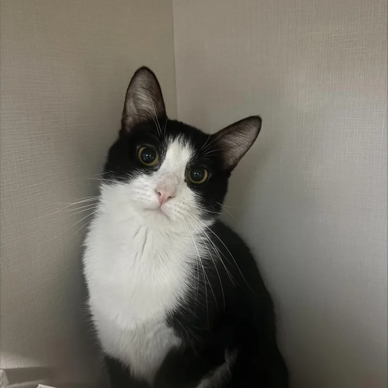 An adult medium-sized female Domestic Short Hair cat named Scampee for adoption in Hutchinson, MN