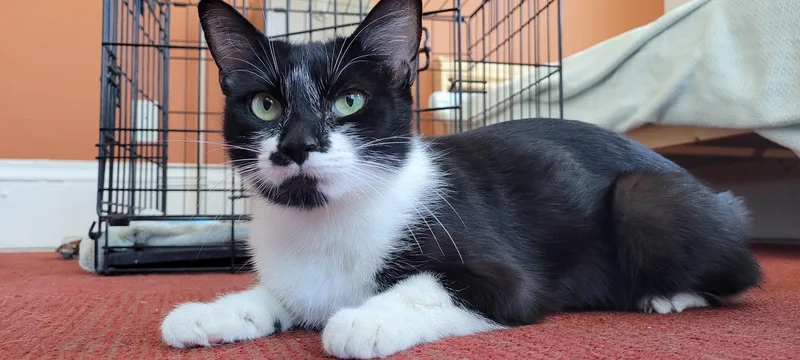 A young medium-sized female Black Domestic Short Hair cat named Swirl for adoption in Emeryville, CA