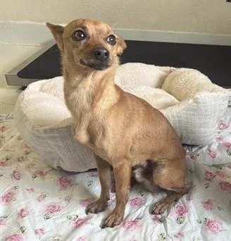 A young small-sized male Terrier dog named Borealis for adoption in Santa Cruz, CA