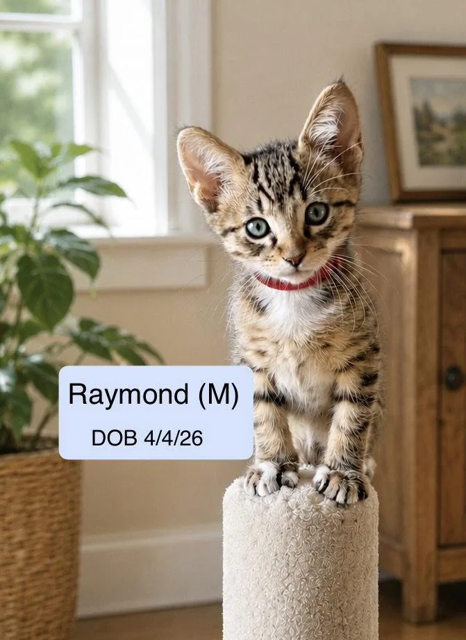 A baby medium-sized male Tabby cat named Raymond for adoption in Vacaville, CA