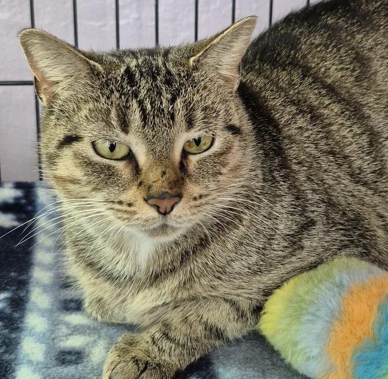 A young medium-sized female Domestic Short Hair cat named Mari for adoption in Wild Rose, WI