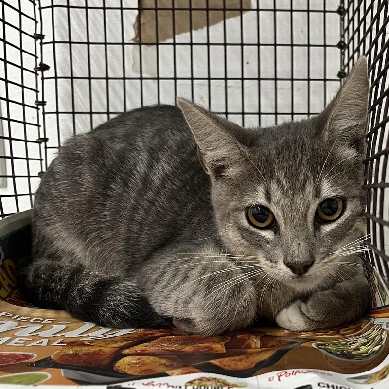 A baby small-sized male Gray / Blue / Silver Domestic Short Hair cat named Jello for adoption in Edinburg, TX