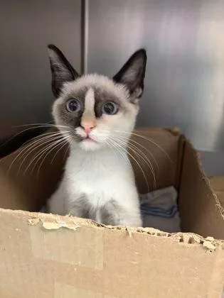 A baby small-sized female Domestic Short Hair cat named Aurora for adoption in West Chester, PA