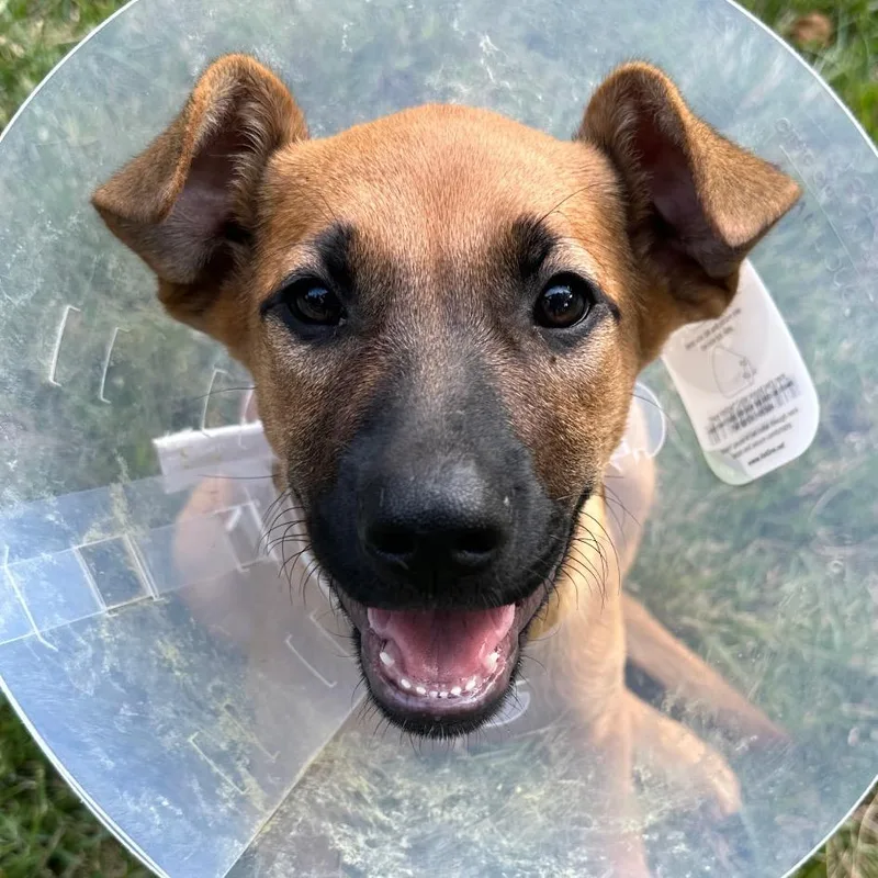 A baby small-sized female Brown / Chocolate German Shepherd Dog dog named Indigo for adoption in Shawnee, KS