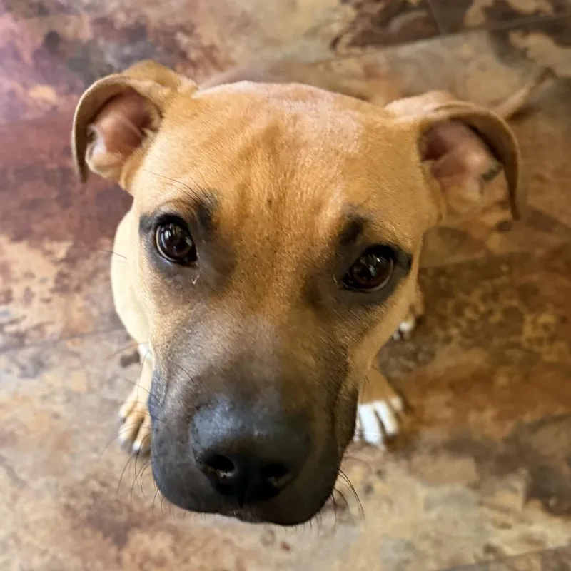 Scrappy Doo thumbnail 3